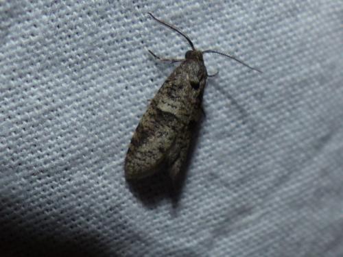 Penestoglossa dardoinella